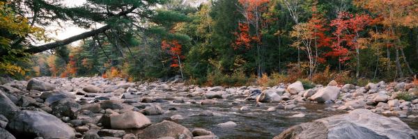 Vermont forest in autumn; photo by Wei Chen Vermont forest in autumn; photo by Wei Chen